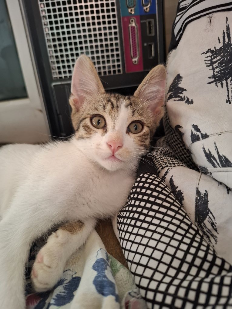 Подарявам 3 месечно мъжко коте