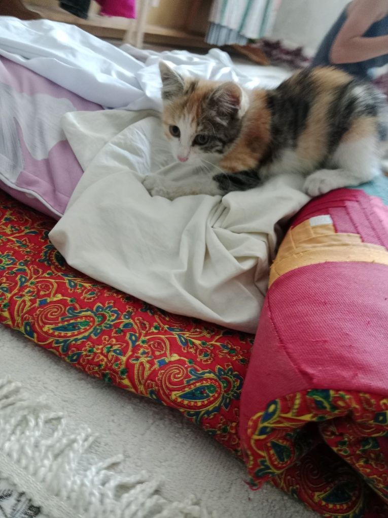 Кошка девушка классная