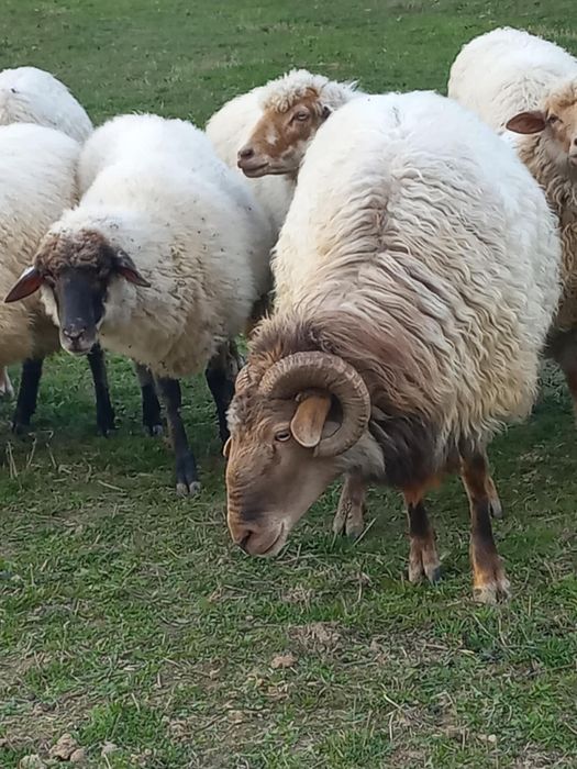 Vând berbec în Sichevita