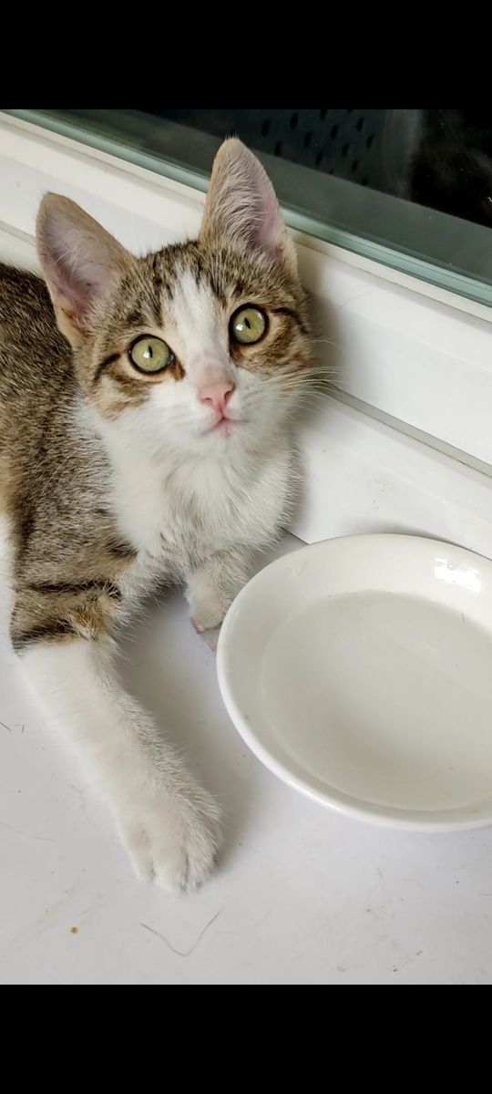Котёнок девочка в добрые руки
