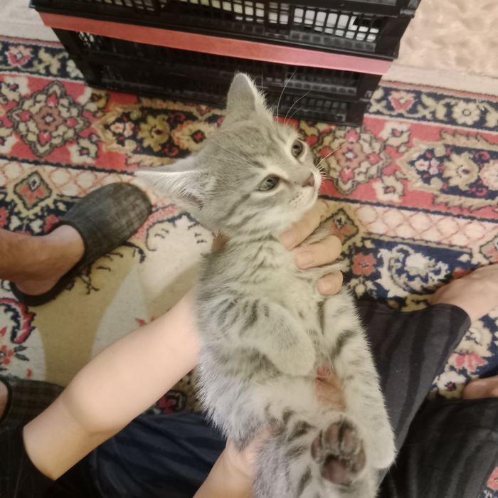 Отдам котят в хорошие руки