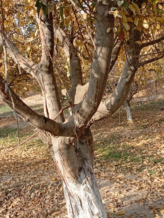 Daxat oʻtini sotiladi Issiqxonachilarga oʻtin taklif etaman cheklanmag