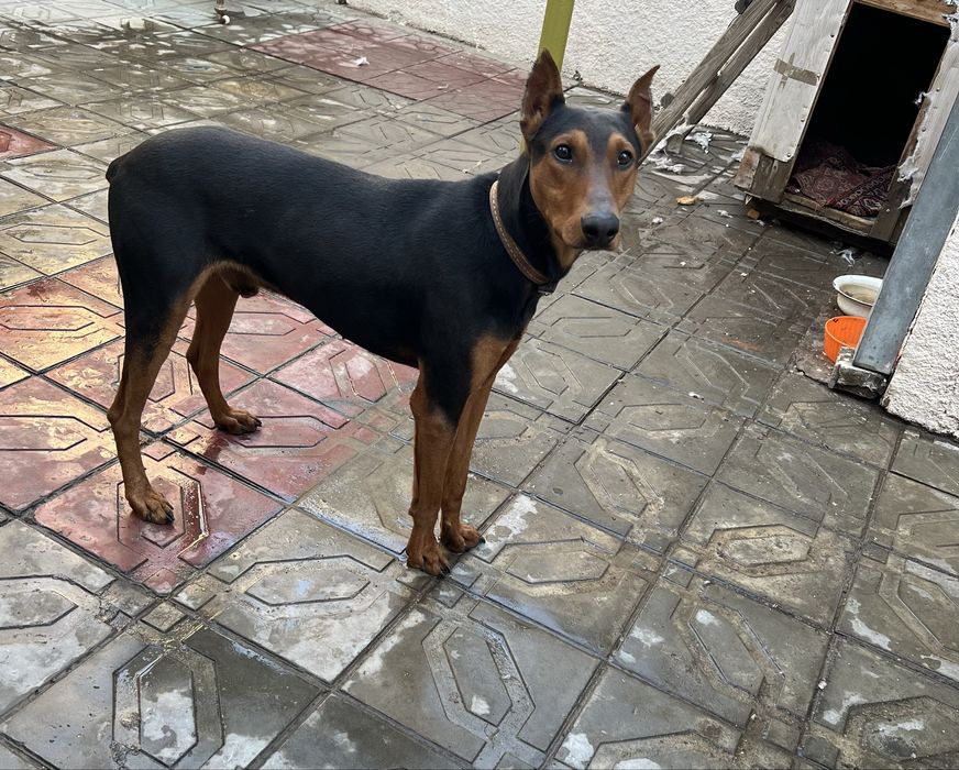 Доберман умный , добрый