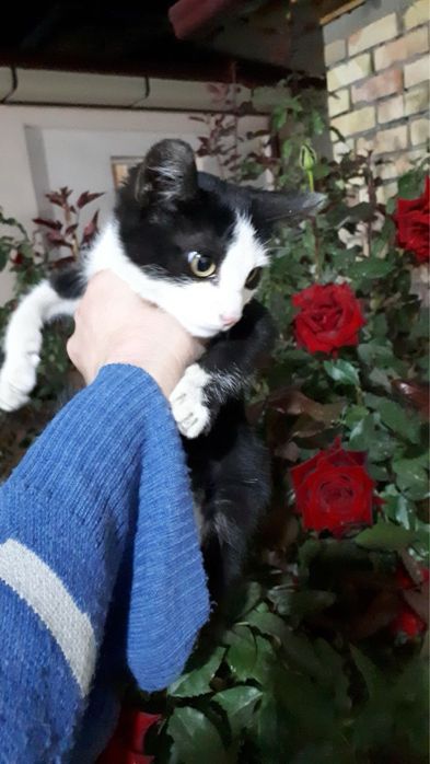 Котенок ищет семью!