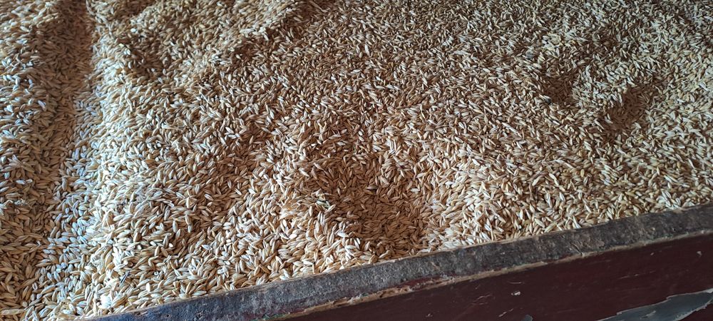 Vînd orzoica de primavara producție 2025 mai multe detalii la tel.