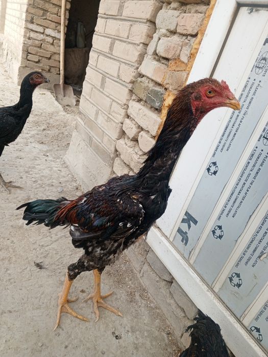 oladigan yozsin  srochna