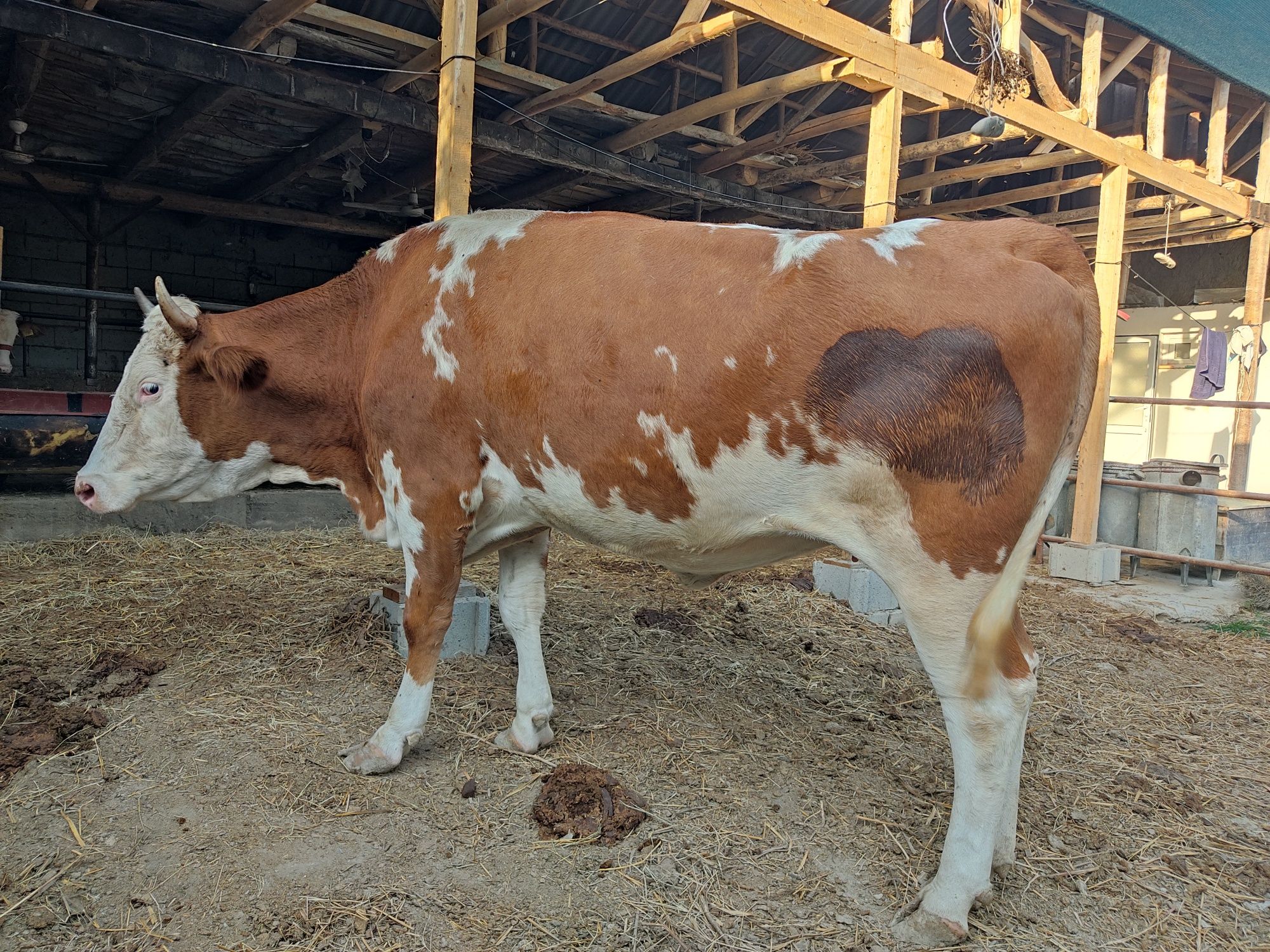 Simmental sotiladi 5 oykil bo'g'oz