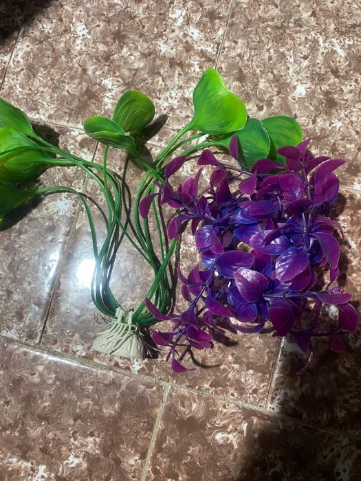 Vând  plante art+ magneți curățat geamu+pompa manuala. ri + lopatica p