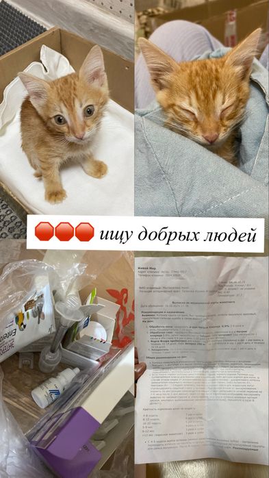 Ищу добрых людей для маленького котенка
