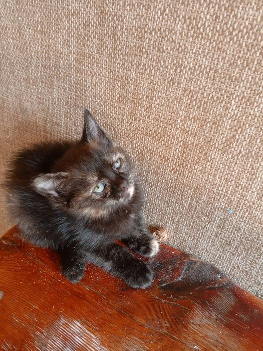 Отдаем котят умные