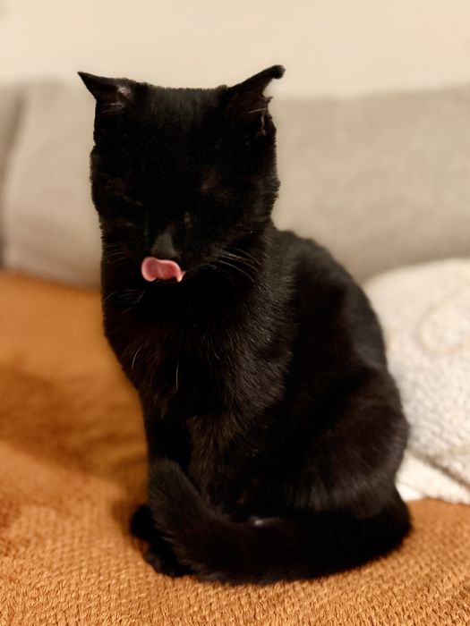 Кошка (4-5 мес) ищет дом