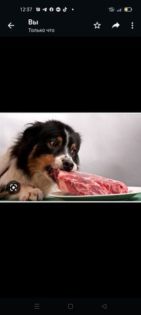 Мясо для собак и кошек