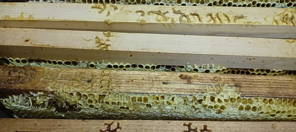 Пчелен мед Акация и Слънчоглед