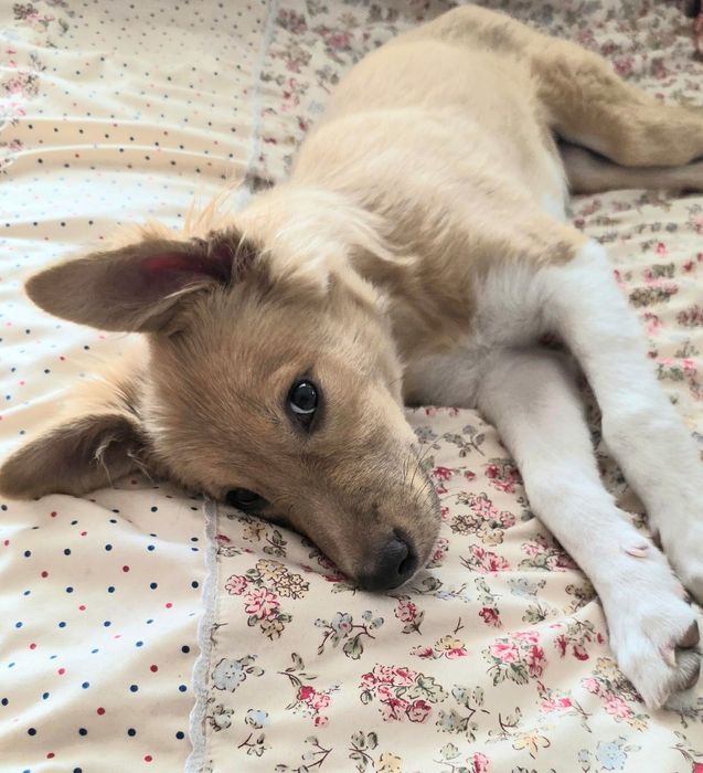 Cățelușă tânără caută adopție