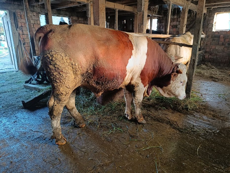 2 Tauri și o vaca