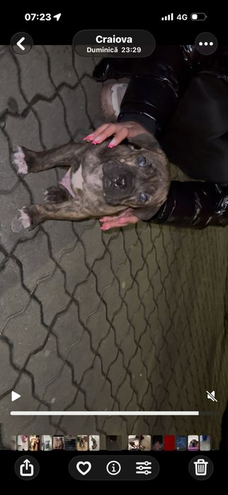 Cane corso mascul 1 luna jum vand