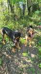 Copoi ardelenesc&airedale terrier