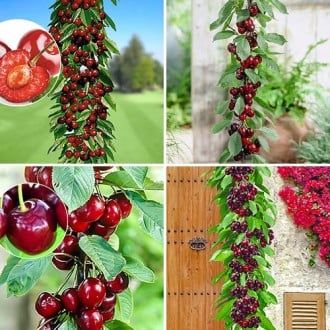 Pomi fructiferi columnari