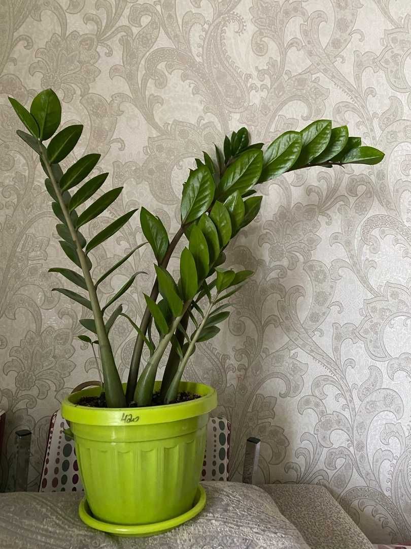 Замиокулькас (Долларовое дерево) комнатные растение,неприхотливое