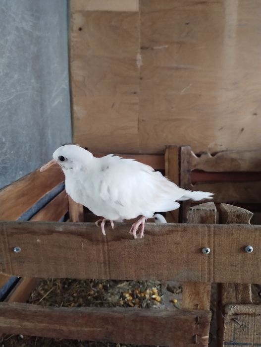 Кускумрийки гугутки, гълаби, и декоративни петлета.