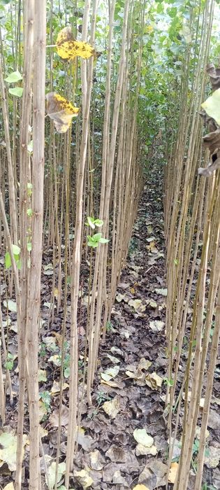 Terak kochatlar sotuvga tayyor