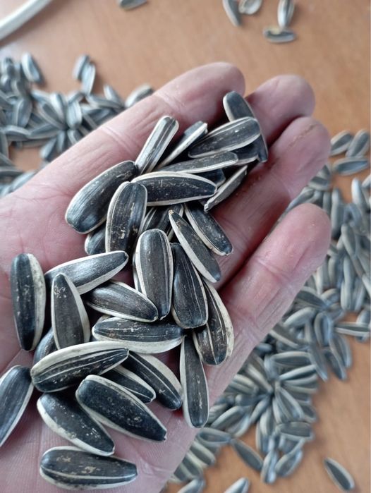 Семечки кондитерские