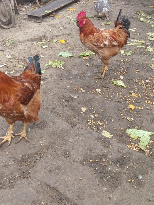 Vând cocoși și rate de tara crescute bio