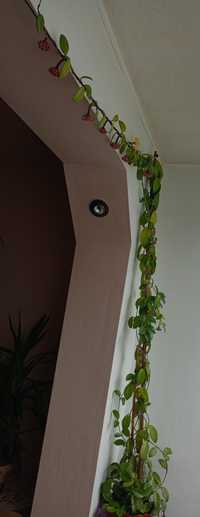 Vând floare Lacrima Maici Domnului are in jur de 5,6 metri lungime