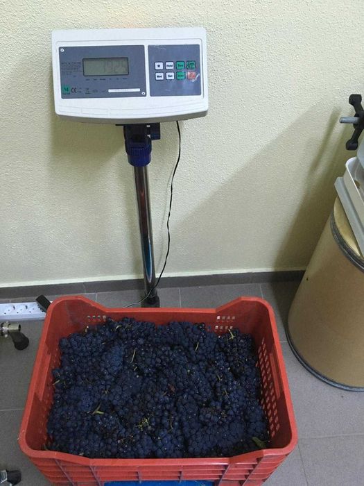 Teren compact cu vita de vie in productie (Pinot Noir)  18,57 Hectare