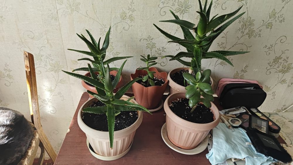 Цветы домашние !без горшков и земли!