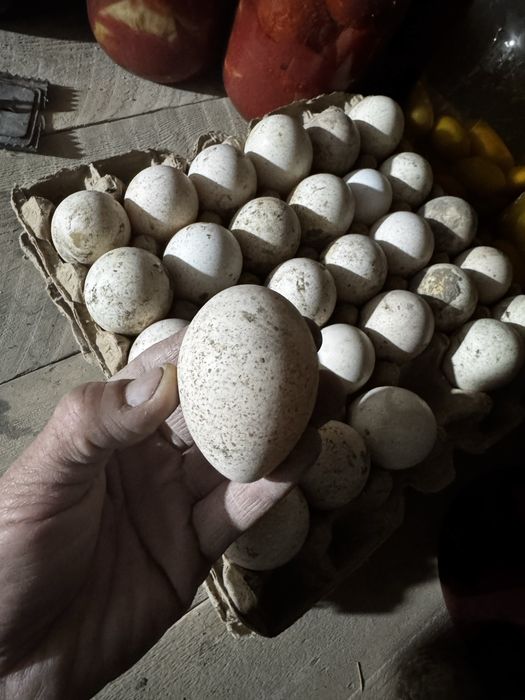 Курка тухумлари сотилади