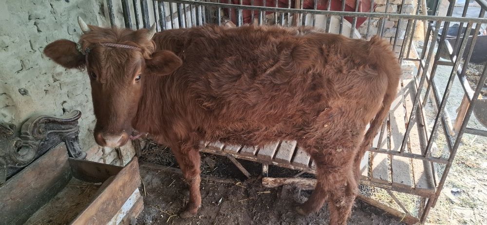 Гуножин соглом сотилади