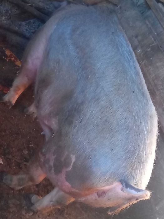 De vânzare 250-300 kg