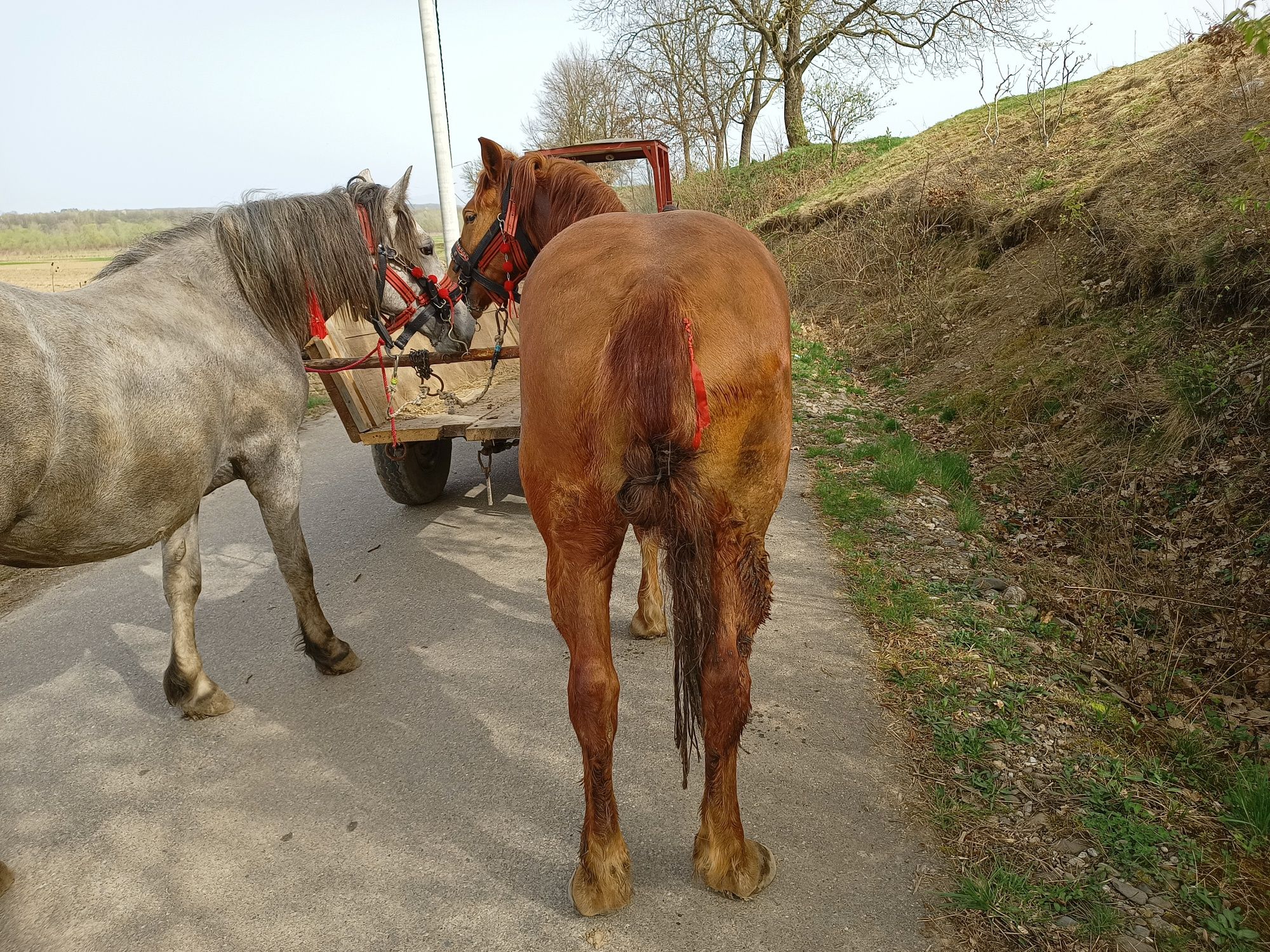 Mânză șargă de vânzare