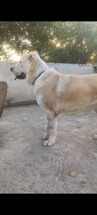 Алабай 10 ойлик сотилади