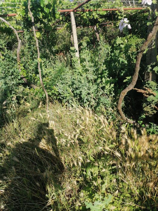 Косене  и Поддръжка на Тревни Площи