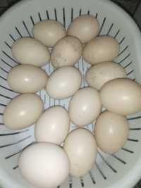 Инкубационные яйца индоутки. Мускусная утка .