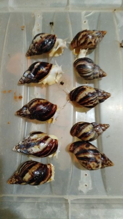 Косметологические улитки ахатины  ретикулята Альбино боди