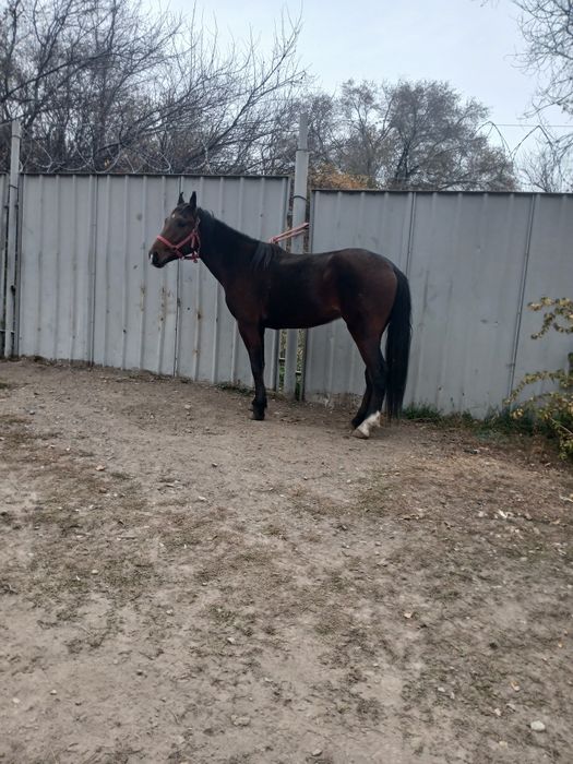 Донен айғыр сатылады