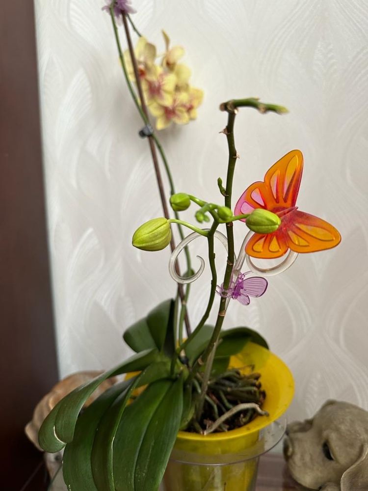 Орхидея желтого цвета