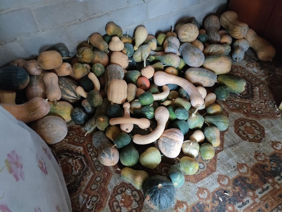 Продам тыкву. С поля