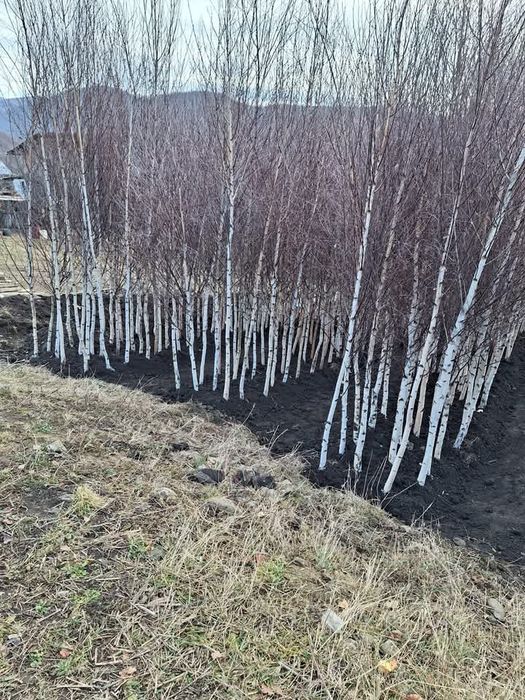 Vând Mesteacăn Tei