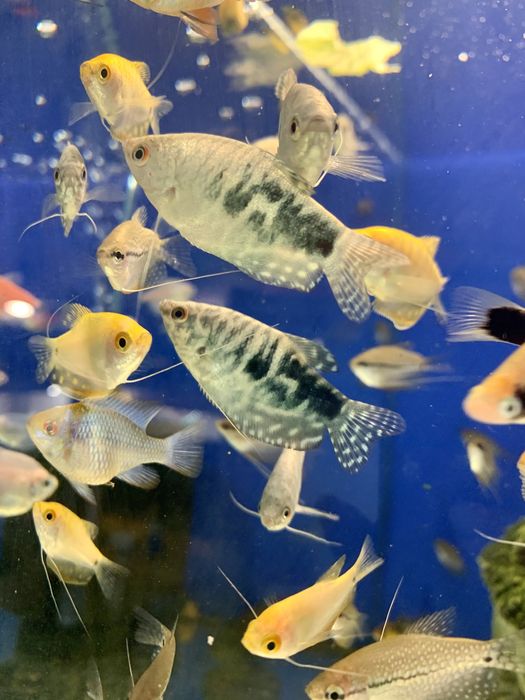 Гурами жемчужные, желтые, мрамор в зоомагазине «Живая Природа»