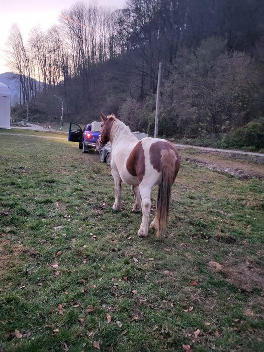 Vând cal în vârstă de 7 ani