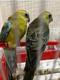 Певчие попугаи брат и сестра