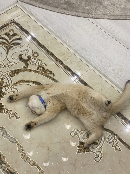 Вязка Британская Золотая Шиншила