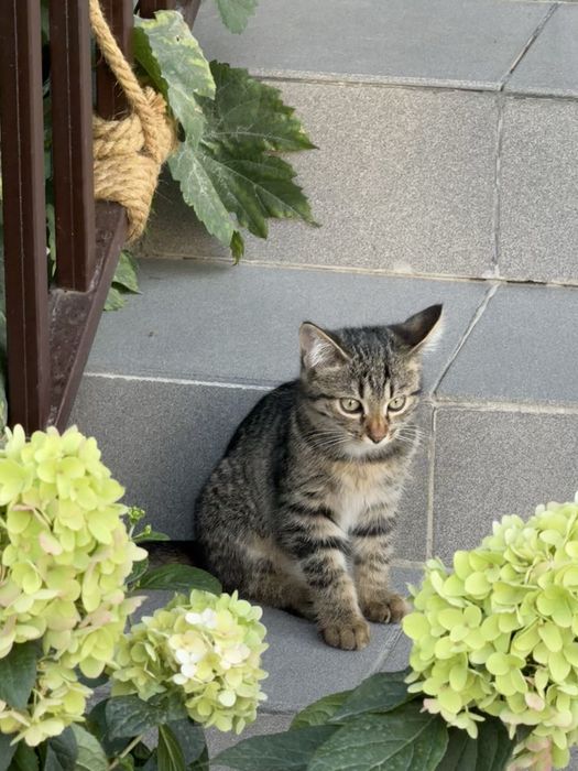 Отдам котенка в добрые и заботливые руки