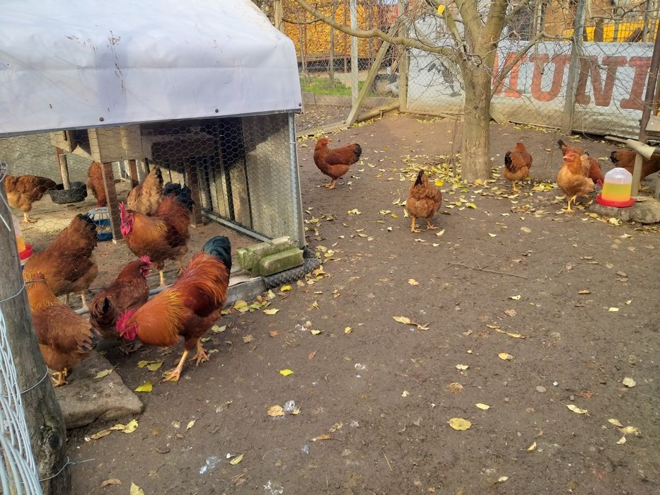 Gaini şi cocoşi de vănzare