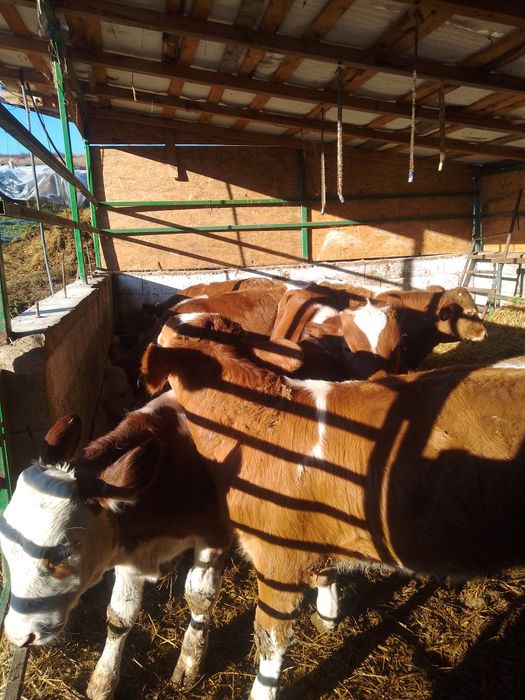 disponibil 10 Tăurași kg 160/170