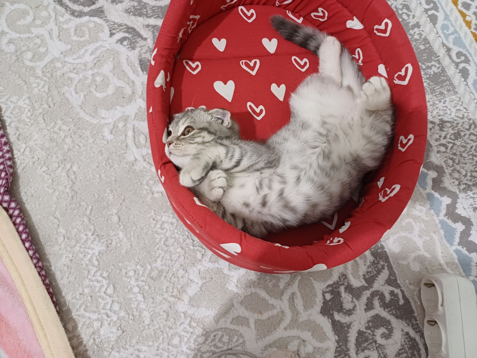 Вислоухи шотландка